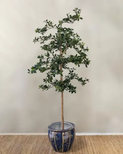 Oriental Olive
