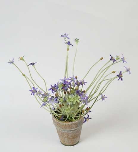 ornithogalum