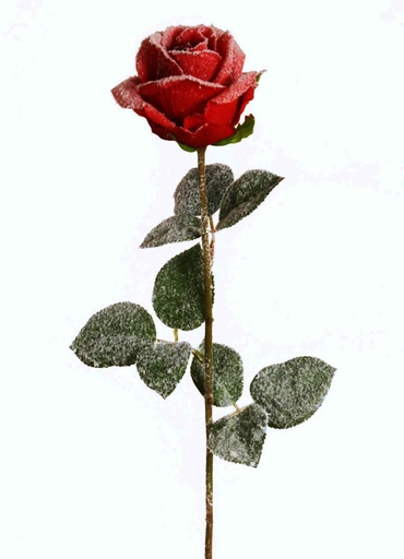 Rose Iced