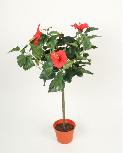 Hibiscus