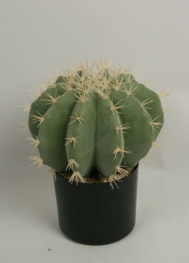 Cactus Round