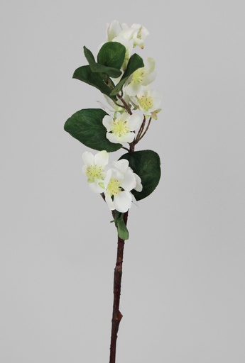 Pear Blossom
