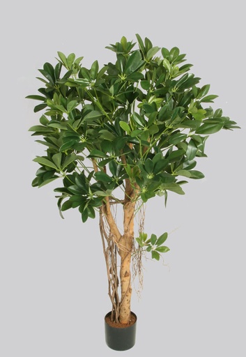 Schefflera