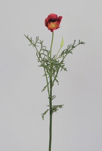 Poppy