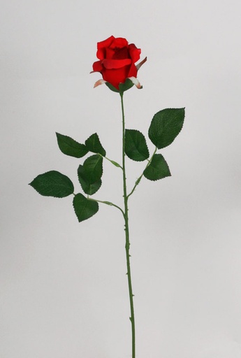 Single rose bud