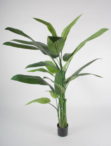 Heliconia