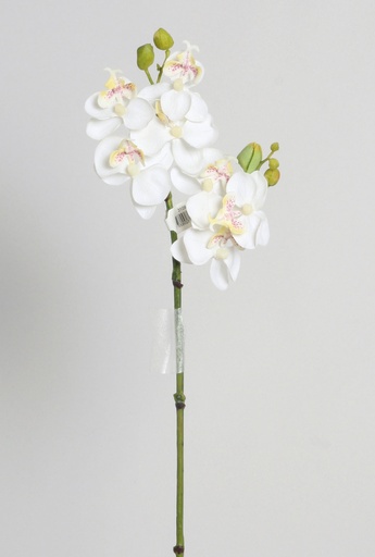 Orchid