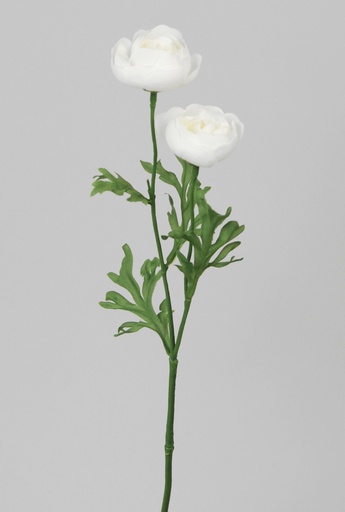 Ranunculus